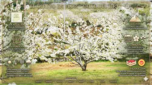 El cerezo en flor. Valle del Jerte